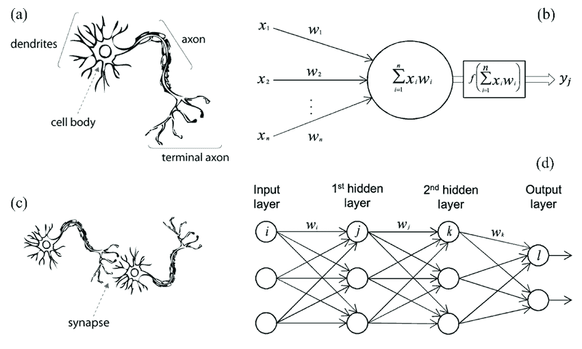 A-biological-neuron-in-comparison-to-an-artificial-neural-network-a-human-neuron-b