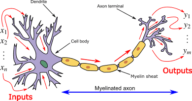 Biological_neuron_model